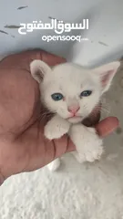 9 kitten 1month aged