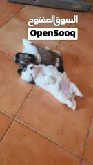  9 1 month old female puppies for sale