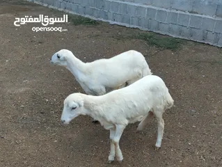  5 للبيع حلال