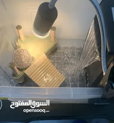  3 سلاحف برمائية اليفة