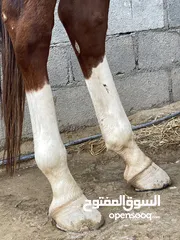  7 خيل عربي للبيع