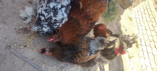  9 دجاج براهما