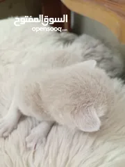  10 قطه كتنز كتن   و بطه عدد 3 بطات   و سلاحف بريه و قطة سيامي كبيره منتجه  تربيه منزليه لقطه كوم هامستر