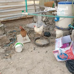  13 دجاج عرب وديج للبيع