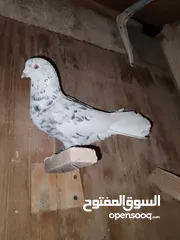  6 بسم الله والصلاه على رسول الله فحول طيور حمام وجواز للبيع