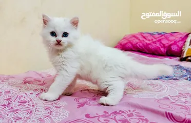  4 قطط شيرازي صغيره (2)