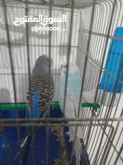  3 طيور حب تحتيهم 5 بيضات اشي مفخره
