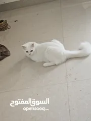  3 قطط للبيع شيرازيه هاديه مرحه صحتها زينه متعوده على اكل البيت والمعلبات يحبو اللعب