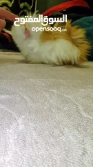  10 ارنب هندي ، ارانب هندية، guinea pig