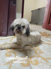  4 للبيه أنثى تشيتزو منتجه اقراء الوصف