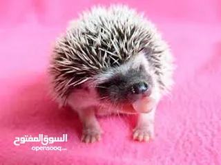 15 جوز قنفذ  وسلحفاه و قطه كتنز و بطه عدد 3 بطات  قنافذ اليفه و سلاحف بريه تربيه منزليه لقطه كوم هامستر