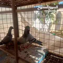  8 حمام زاجل فطام جديد دماء قوية  ثلاثة فراخ نخب  مطلوب 12دينار  اربع دينار الواحد