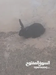  5 ارانب الماني للبيع موجودات بعمان
