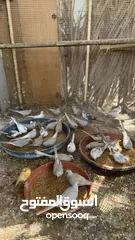  10 Dove bird pigeon دوف مكس للمهتمين للتربية منتج