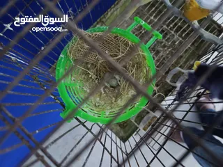  3 جوز كنار ليموني مقبر مع جزري تحته بيضتين  مع القفص ب 25 د نهائي  الزرقاء جبل الأمير حسن