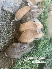  1 أرنب عماني