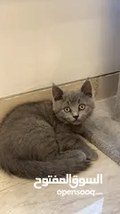  1 بريتش بلو شورت هير بيور British blue shorthair