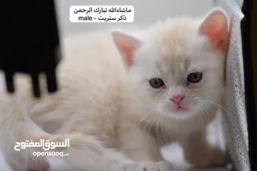  7 سكوتش كيتن فولد وستريت الوان مميزه ليلك ومشمشي وغيرها 15 كيتن