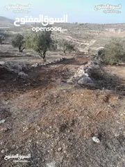  3 ارض مزروعة زيتون للبيع