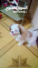  1 كلب mini havinese