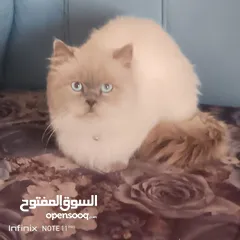  12 قطه هملايا شوكلت و قطة بلو اليفه و نظيفه جدا ومطيعه و لعوبه سعر حرق مغري لقطه رمزي  شبه تبني