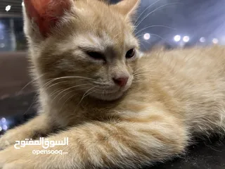  2 Arab cat (orange)