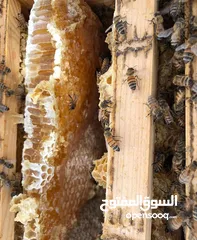  3 عسل للبيع عسل برم وسدر سنه الماضيه 2023عسل مناحل تربيه اصلي