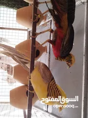  4 طائر الفزن الفرعوني أزواج