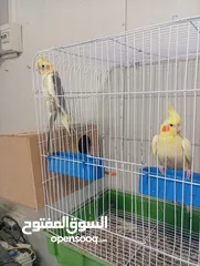  4 زوجين كوكتيل ماكنات انتاج تبارك الله صحه ونظافه وجمال مع اقفاصهم واكواخهم وتحتهم بيض