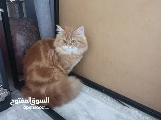  4 قط شيرازي ذكر