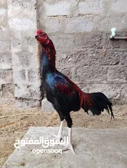  7 للبيع  طير صغير في عمر نسل حار ميدان ونسل أموره طيبه