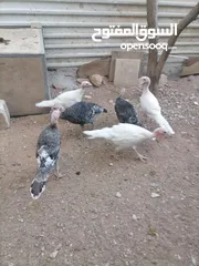  3 صيصان حبش للبيع