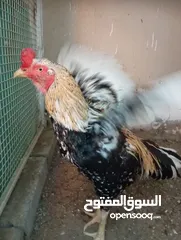  6 للبيع زوج دجاج باكستاني