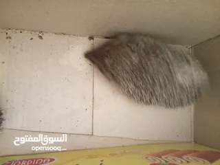  9 جوز قنفذ  وسلحفاه و قطه كتنز و بطه عدد 3 بطات  قنافذ اليفه و سلاحف بريه تربيه منزليه لقطه كوم هامستر