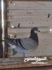  3 مجموعه حمام للبيع