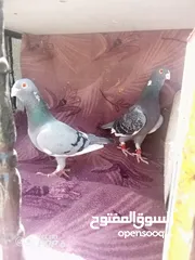  2 حمام للبيع اقرأ الوصف