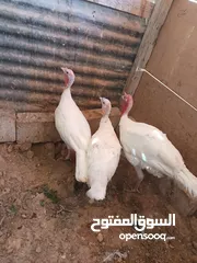  3 بط بلدي للتربا او للذبح