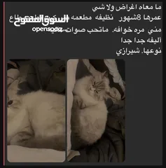  3 قطط لتبني  انثي شيرازي   ذكر هجين مع بيكي فيس وقولد