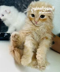 1 عرض بيع قطط متنوعة