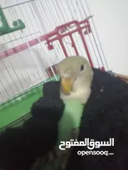  3 روز اخضر وايت فيس 425 ج