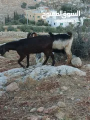  5 عنزين نخب النخب