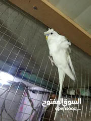  7 طيرتين وفحل هوجو رومو حنونات جدا للبيع او البدل علي طيور 50 دينار