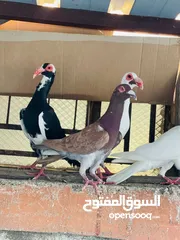  7 حمام بغدادي وبناديق مع فراخ وبيض للبدل ع فراخ جاج