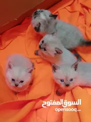  1 كتن للبيع مكس بلصلاه ع النبي جاهزات لبيتهم الجديد متعودات ع الدراي فود واللتر بوكس والبيع لغيرالتجار