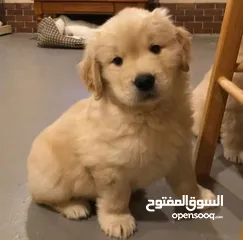  1 Golden Retriever Puppy