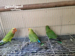  3 Love birds