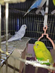  4 Love Birds for sale with Cage