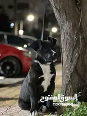  2 بيتبول تيرير بلو نوز