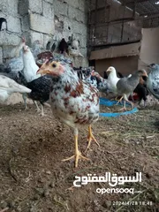  8 دجاج عربي العمر تلات شهور الا شوية
