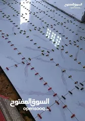  1 بليط سوري شغل بلاط وسيراميك
